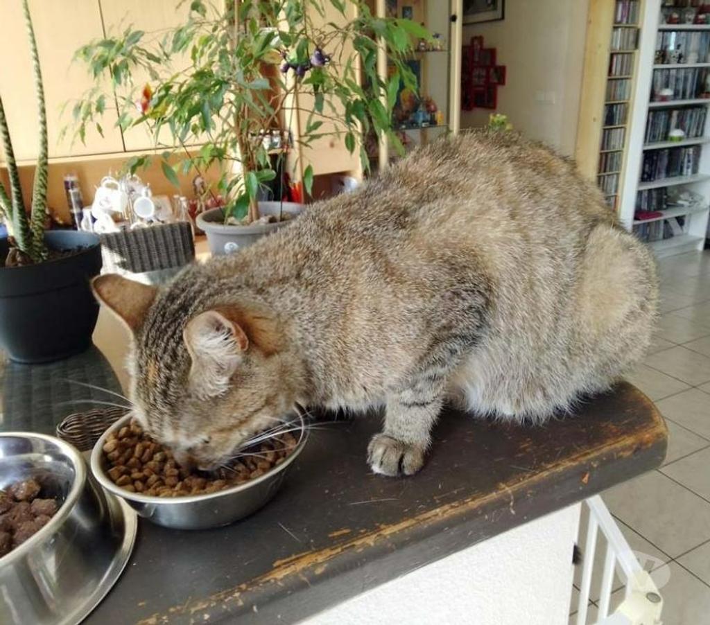 Vente Cher Aubigny sur Nere - 18700 - Photos Vivastreet ORIA, magnifique chatte tigrée à adopter