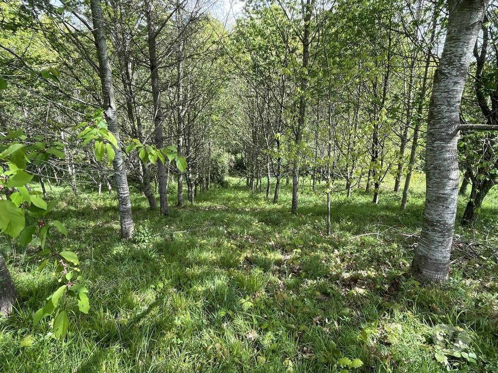 Vente Maison Gers Masseube - 32140 - Photos Vivastreet Maison dans un millier d'arbres