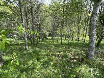 Maison à vendre Masseube Gers - Photos Vivastreet Maison dans un millier d'arbres