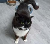 MAYA, jolie chatte noire et blanche à adopter