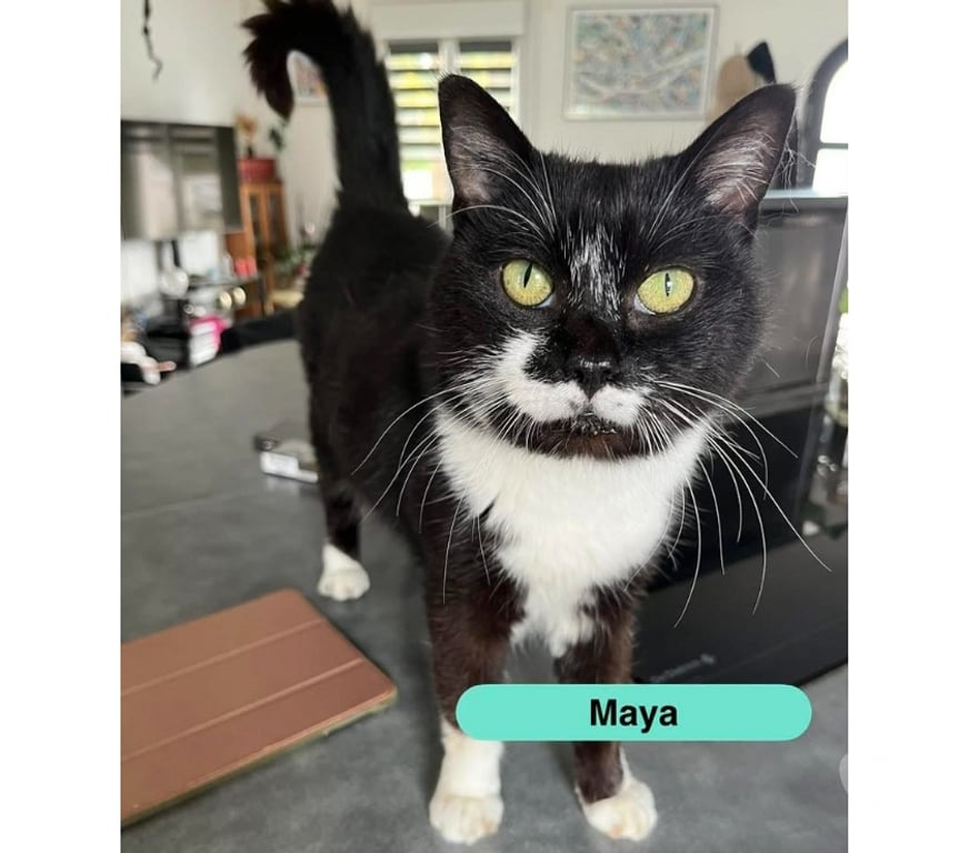 Vente Loire-Atlantique Ste Luce sur Loire - 44980 - Photos Vivastreet MAYA, jolie chatte noire et blanche à adopter