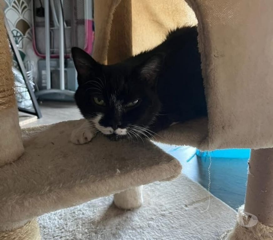 Vente Loire-Atlantique Ste Luce sur Loire - 44980 - Photos Vivastreet MAYA, jolie chatte noire et blanche à adopter