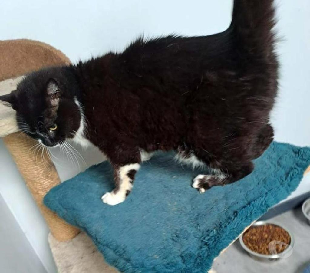 Vente Cher Parnay - 18130 - Photos Vivastreet MAYA, jolie chatte noire et blanche à adopter