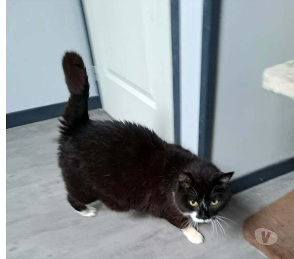 Vente Cher Parnay - 18130 - Photos Vivastreet MAYA, jolie chatte noire et blanche à adopter