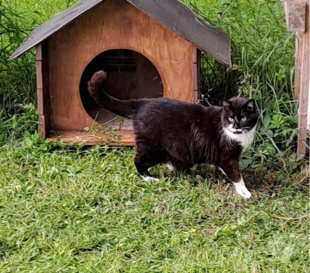 Vente Cher Parnay - 18130 - Photos Vivastreet MAYA, jolie chatte noire et blanche à adopter