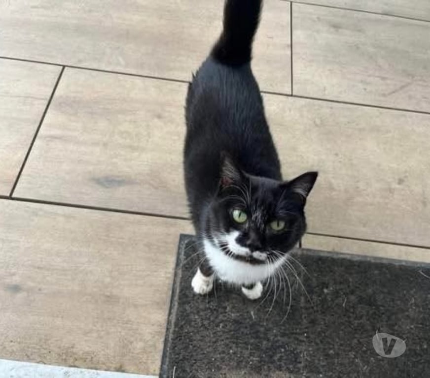 Vente Loire-Atlantique Ste Luce sur Loire - 44980 - Photos Vivastreet MAYA, jolie chatte noire et blanche à adopter