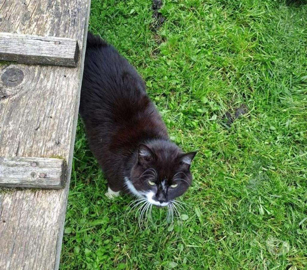 Vente Cher Parnay - 18130 - Photos Vivastreet MAYA, jolie chatte noire et blanche à adopter