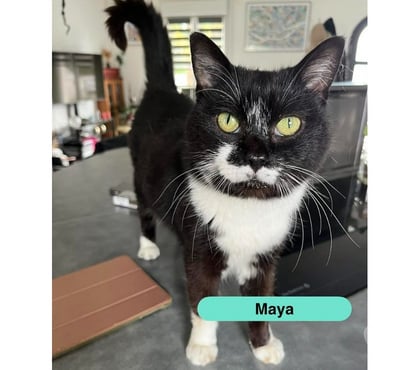 Vente animaux Ste Luce sur Loire Loire-Atlantique - Photos Vivastreet MAYA, jolie chatte noire et blanche à adopter