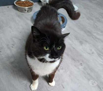 Vente animaux Parnay Cher - Photos Vivastreet MAYA, jolie chatte noire et blanche à adopter