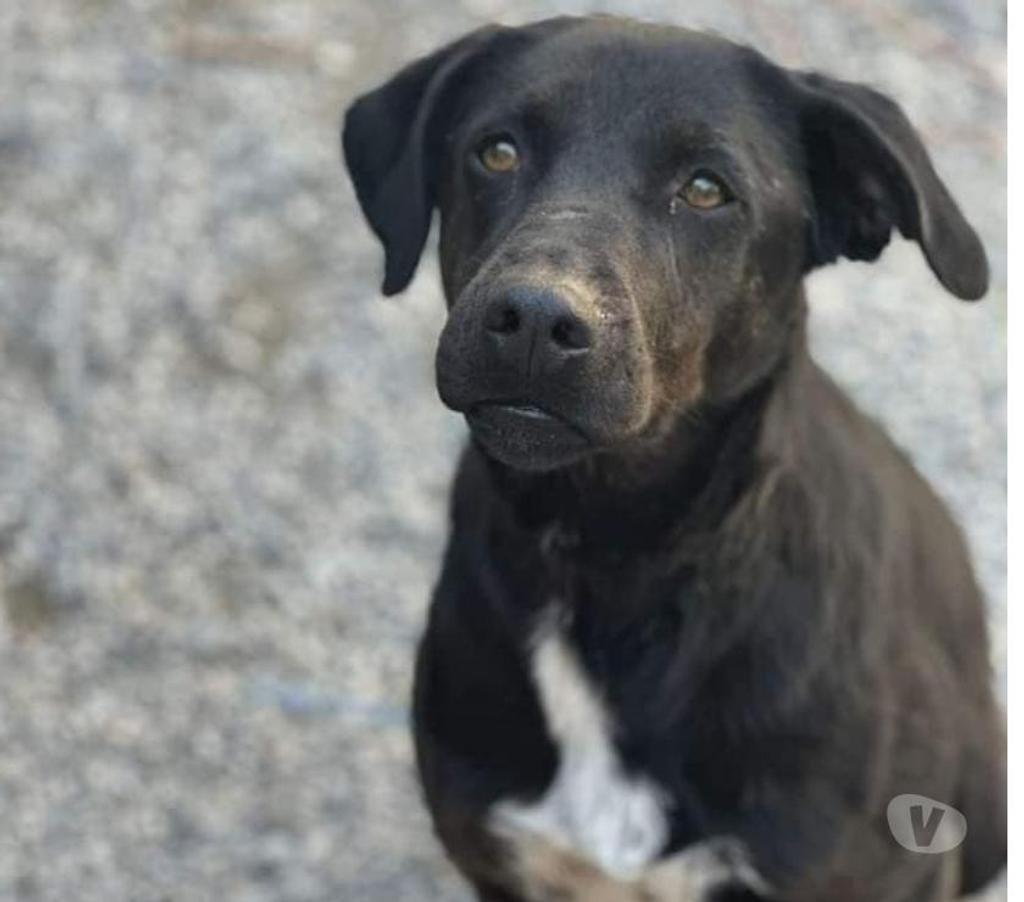 Don animaux Ardèche Limony - 07340 - Photos Vivastreet reina chien à l'adoption