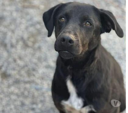 Don animaux Limony Ardèche - Photos Vivastreet reina chien à l'adoption