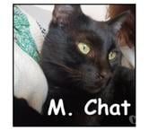 Lyon - Lyon — M. Chat, chat sociable et calme