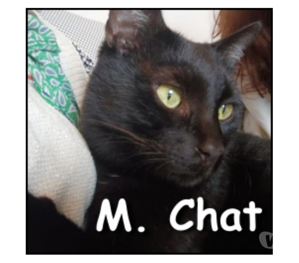 Don animaux Rhône Lyon - Photos Vivastreet M. Chat, chat sociable et calme