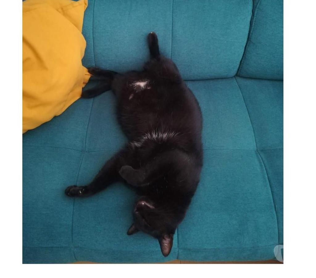 Don animaux Rhône Lyon - Photos Vivastreet M. Chat, chat sociable et calme