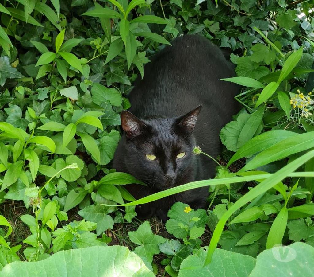 Don animaux Rhône Lyon - Photos Vivastreet M. Chat, chat sociable et calme