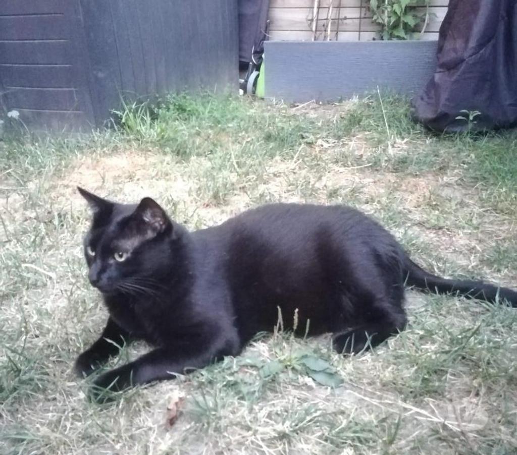 Don animaux Rhône Lyon - Photos Vivastreet M. Chat, chat sociable et calme