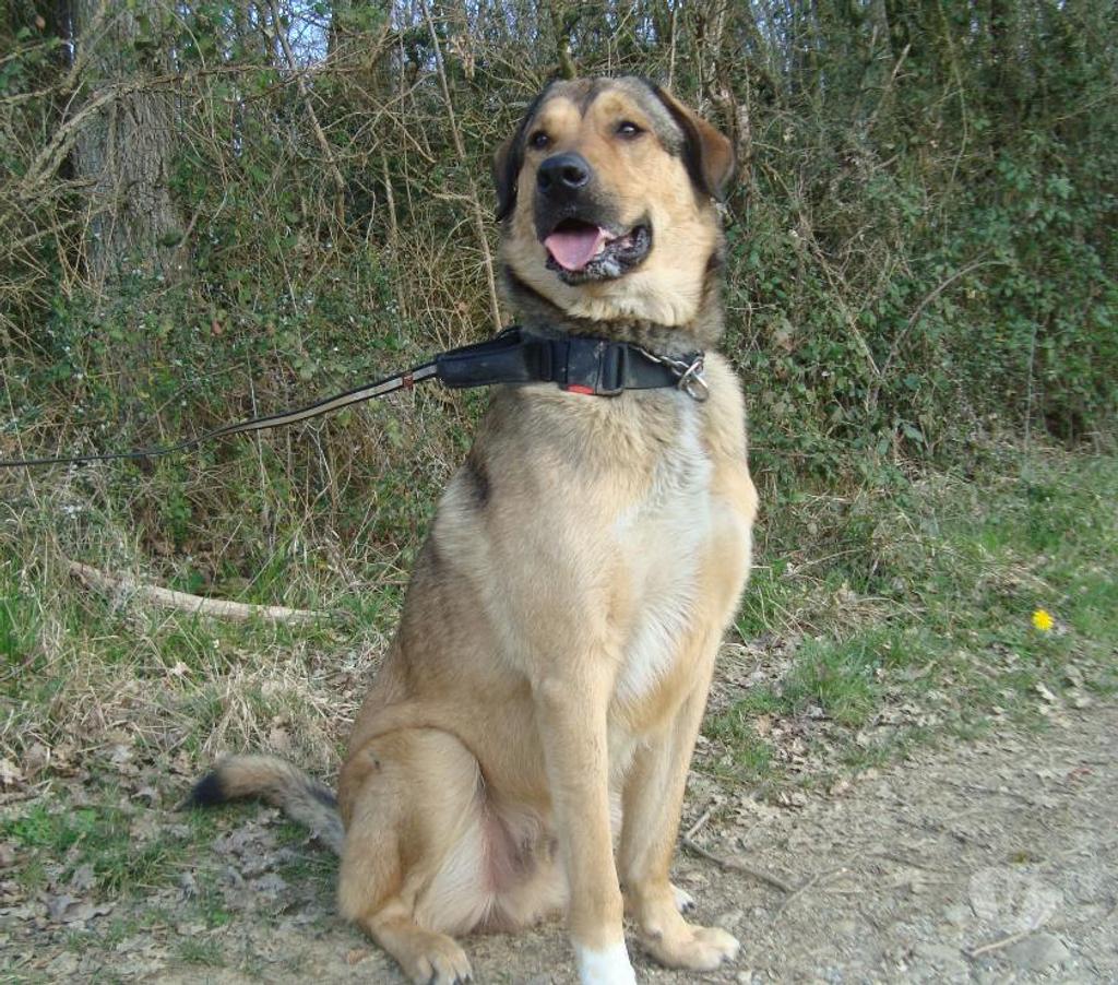 Don animaux Hautes-Pyrénées Tarbes - 65000 - Photos Vivastreet A ADOPTER SNOOPY- TYPE BERGER MONTAGNE-NON LOF - DON -