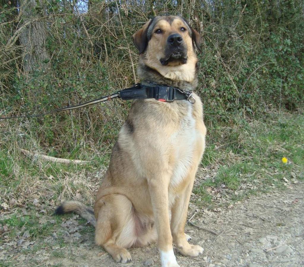 Don animaux Hautes-Pyrénées Tarbes - 65000 - Photos Vivastreet A ADOPTER SNOOPY- TYPE BERGER MONTAGNE-NON LOF - DON -