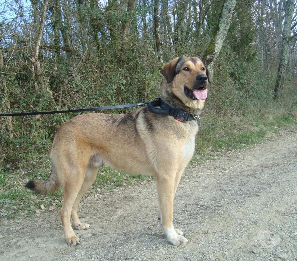 Don animaux Hautes-Pyrénées Tarbes - 65000 - Photos Vivastreet A ADOPTER SNOOPY- TYPE BERGER MONTAGNE-NON LOF - DON -