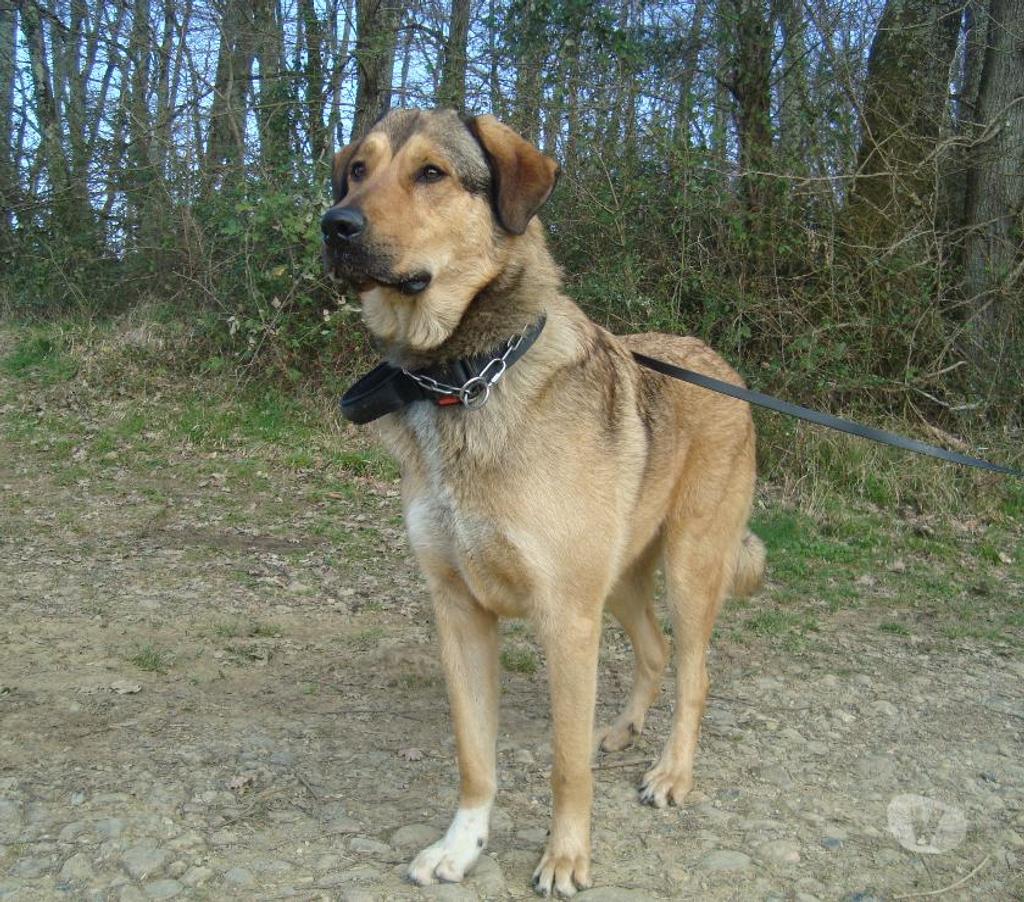 Don animaux Hautes-Pyrénées Tarbes - 65000 - Photos Vivastreet A ADOPTER SNOOPY- TYPE BERGER MONTAGNE-NON LOF - DON -