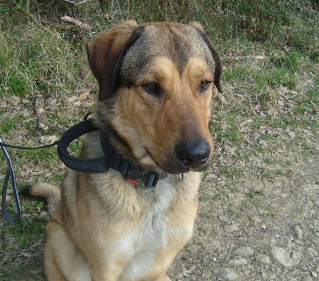 Don animaux Hautes-Pyrénées Tarbes - 65000 - Photos Vivastreet A ADOPTER SNOOPY- TYPE BERGER MONTAGNE-NON LOF - DON -