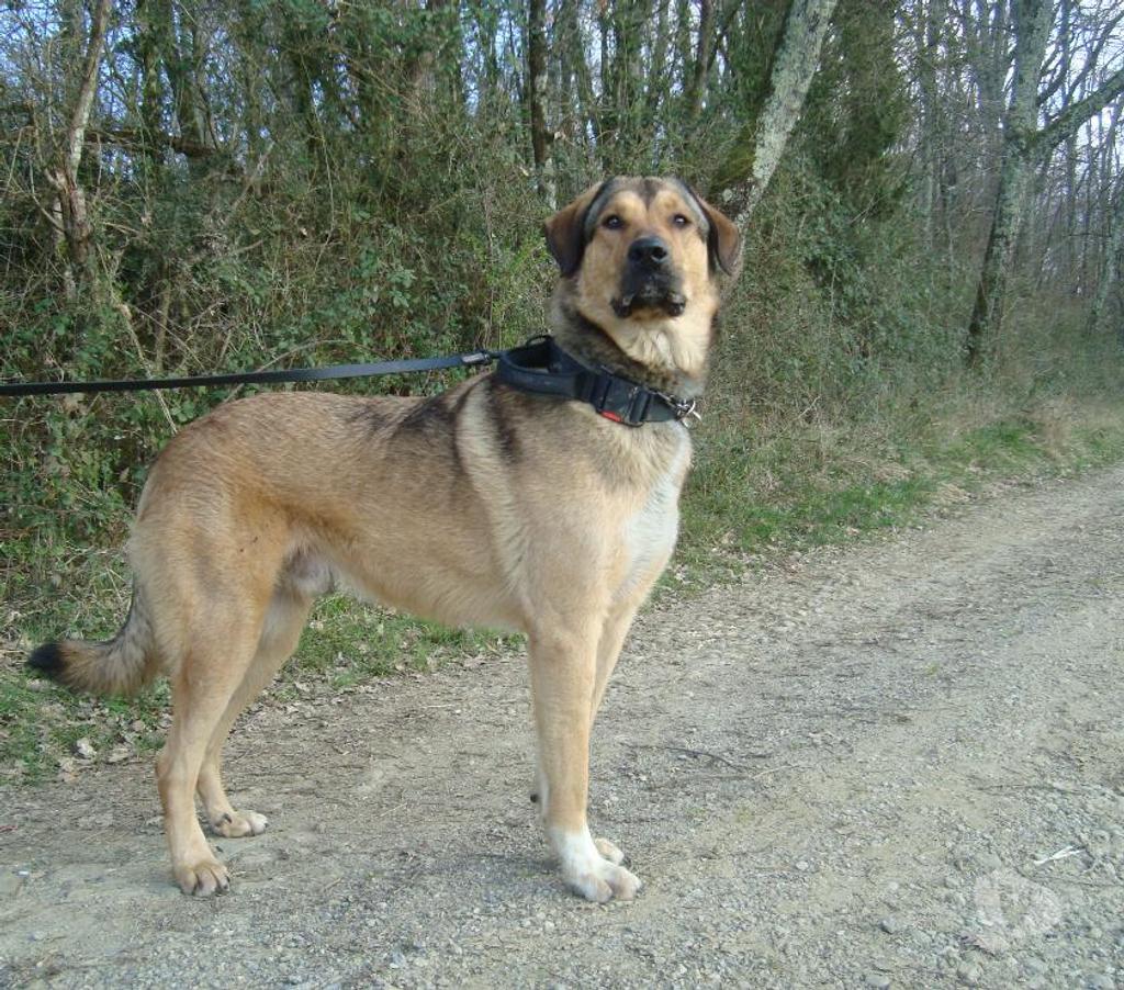 Don animaux Hautes-Pyrénées Tarbes - 65000 - Photos Vivastreet A ADOPTER SNOOPY- TYPE BERGER MONTAGNE-NON LOF - DON -