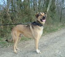 A ADOPTER SNOOPY- TYPE BERGER MONTAGNE-NON LOF - DON -