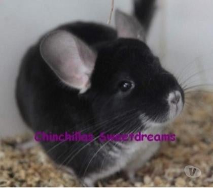 Vente Colmar Haut-Rhin - Photos Vivastreet Chinchilla Mâle Black Pearl rare de notre élevage