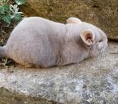 Duo femelles chinchillas chocolat élevage familial