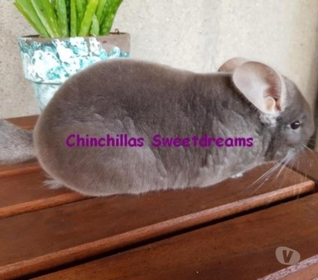 Vente Meurthe-et-Moselle Nancy - Photos Vivastreet Duo femelles chinchillas chocolat élevage familial