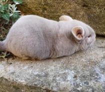 Duo femelles chinchillas chocolat élevage familial