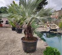 brahea armata : palmier