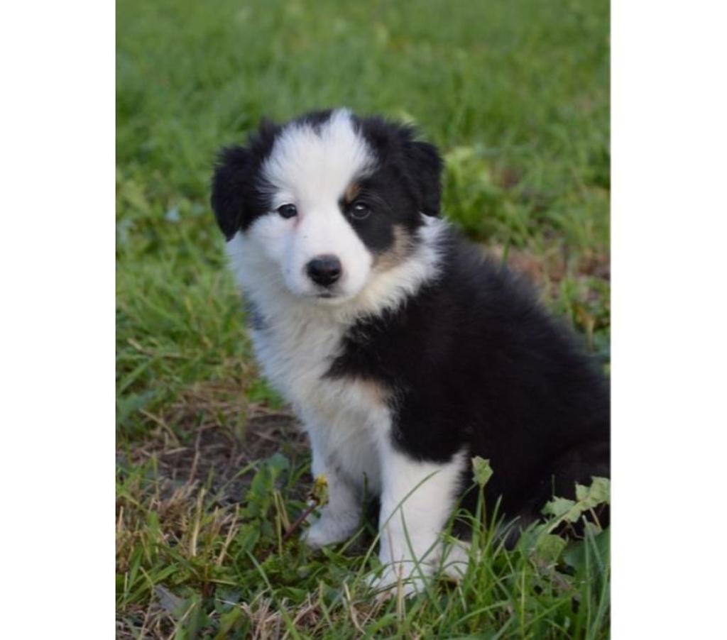 Vente Nord Lille - Photos Vivastreet Chiots border collies nés à la ferme