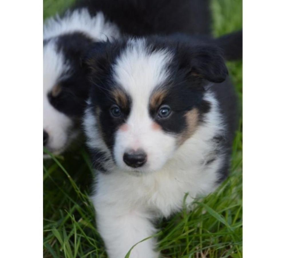 Vente Nord Lille - Photos Vivastreet Chiots border collies nés à la ferme