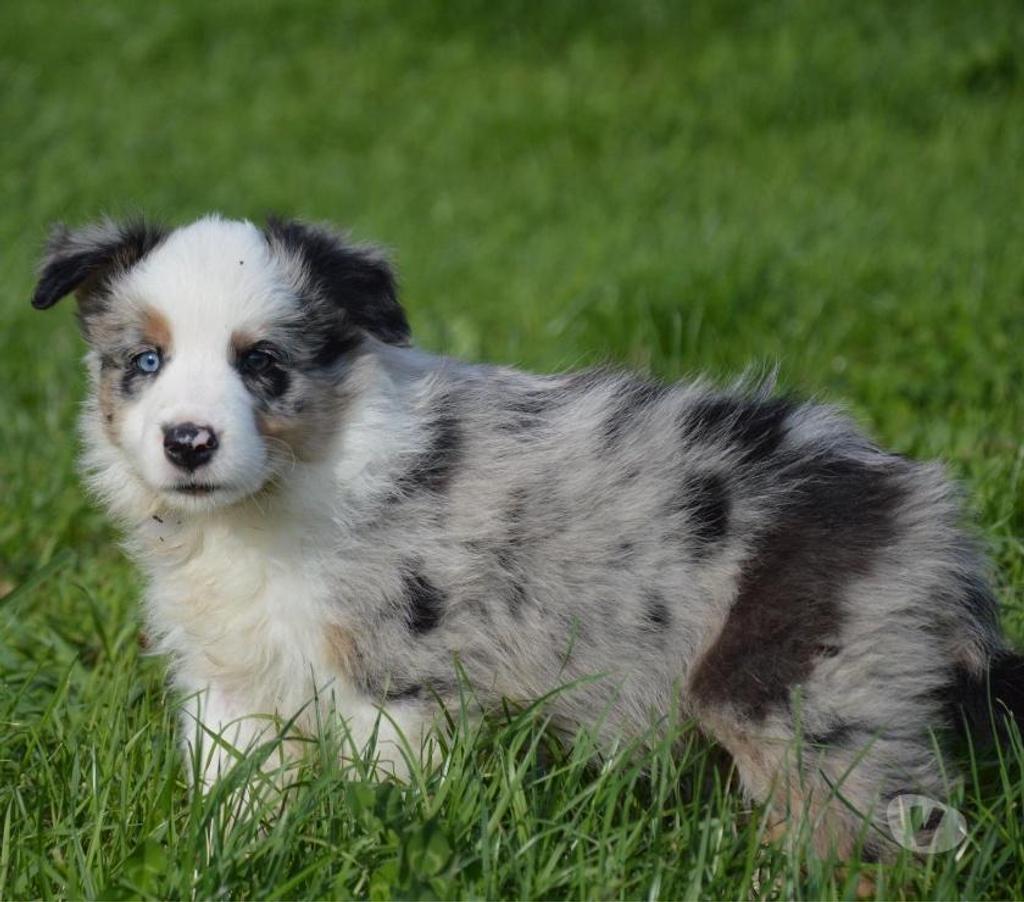 Vente Nord Lille - Photos Vivastreet Chiots border collies nés à la ferme