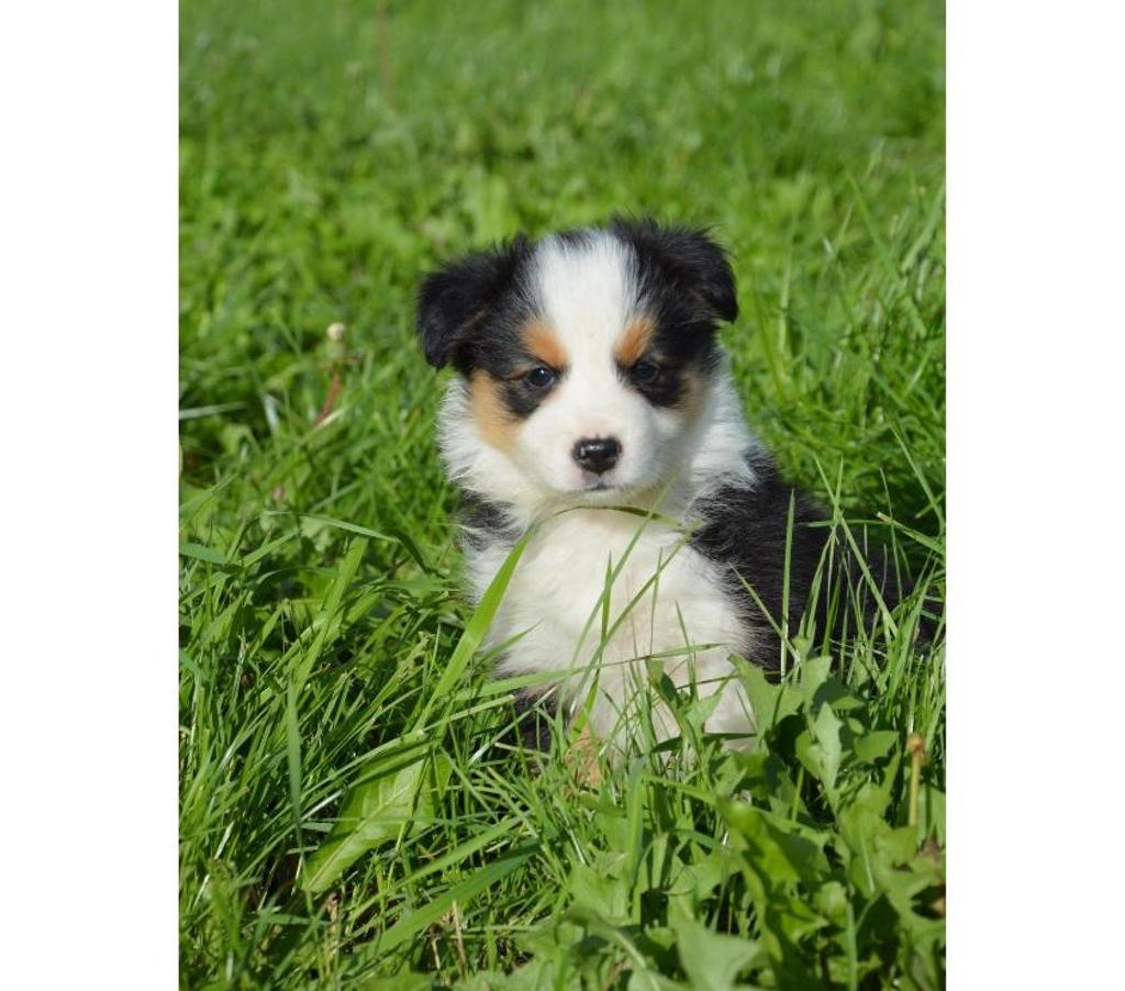 Vente Nord Lille - Photos Vivastreet Chiots border collies nés à la ferme