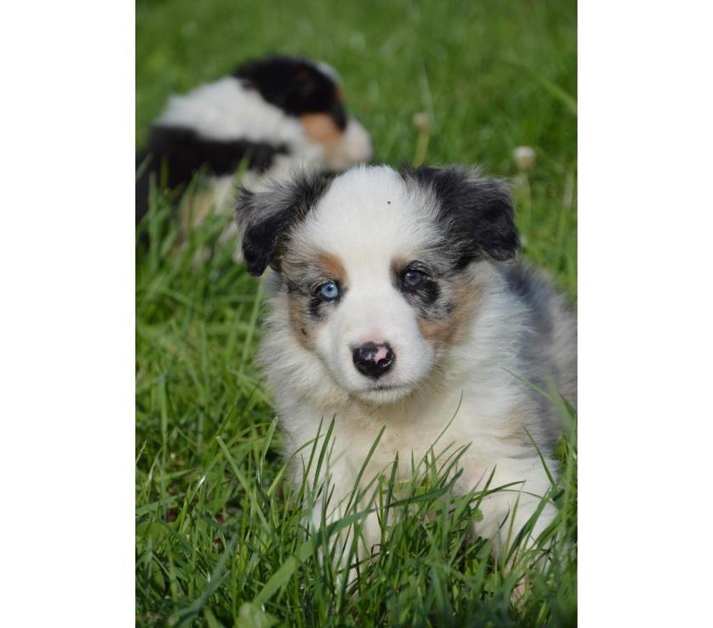Vente Nord Lille - Photos Vivastreet Chiots border collies nés à la ferme