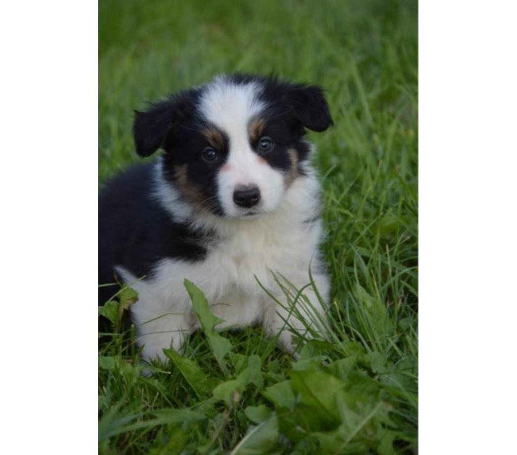 Vente Nord Lille - Photos Vivastreet Chiots border collies nés à la ferme