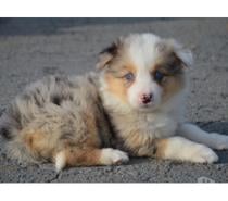 Photos Vivastreet Chiots border collies nés à la ferme