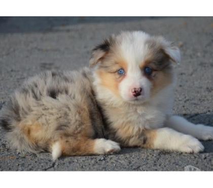 Vente animaux Lille Lille - Photos Vivastreet Chiots border collies nés à la ferme