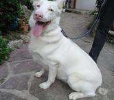 A ADOPTER