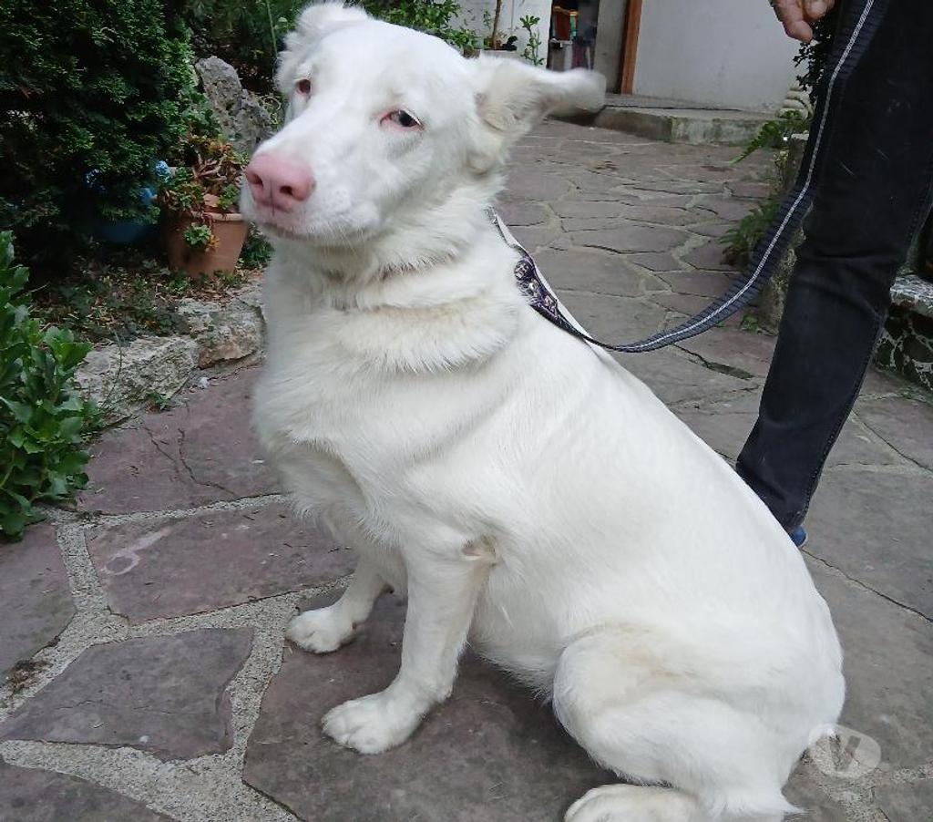 Don animaux Hautes-Pyrénées Tarbes - 65000 - Photos Vivastreet A ADOPTER SALLY-CHIENNE BORDER COLLIE NON LOF- DON -