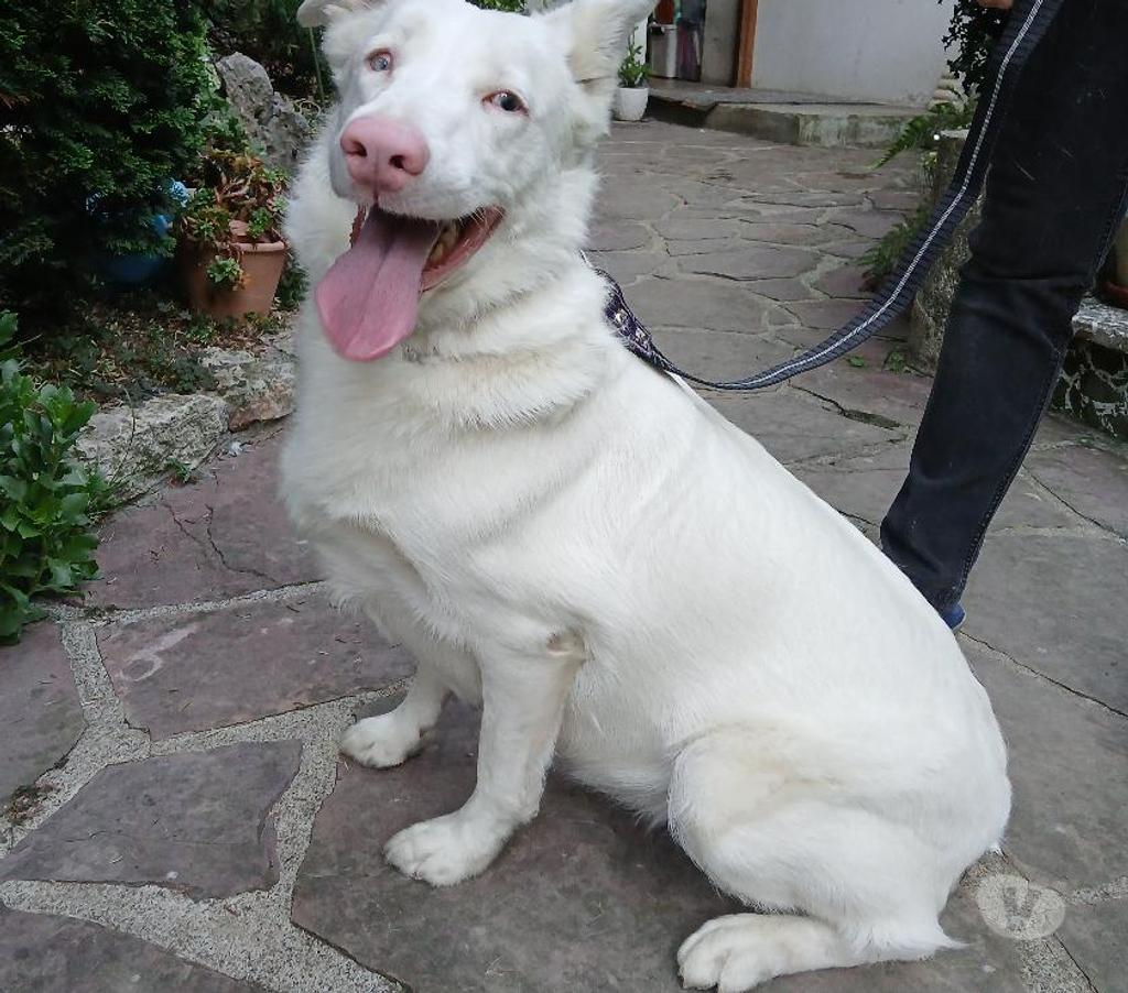 Don animaux Hautes-Pyrénées Tarbes - 65000 - Photos Vivastreet A ADOPTER SALLY-CHIENNE BORDER COLLIE NON LOF- DON -
