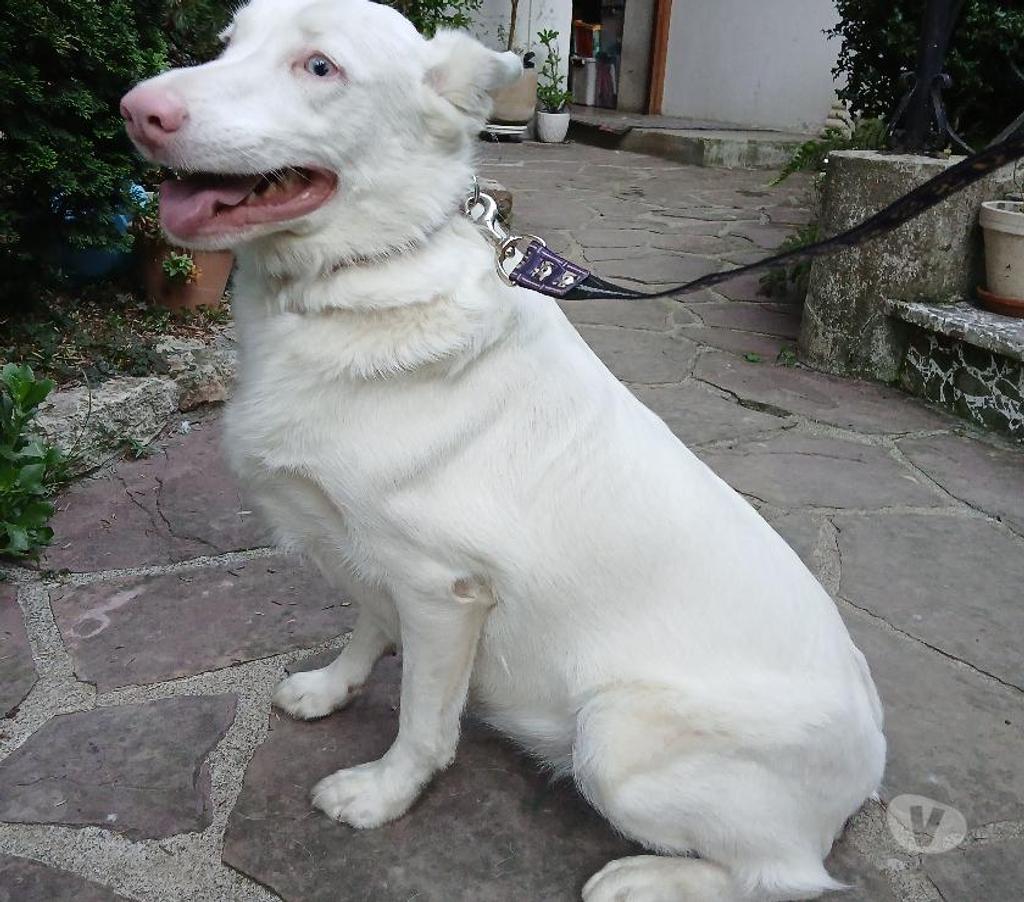 Don animaux Hautes-Pyrénées Tarbes - 65000 - Photos Vivastreet A ADOPTER SALLY-CHIENNE BORDER COLLIE NON LOF- DON -