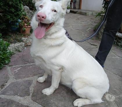 Adoption animaux Tarbes Hautes-Pyrénées - Photos Vivastreet A ADOPTER SALLY-CHIENNE BORDER COLLIE NON LOF- DON -