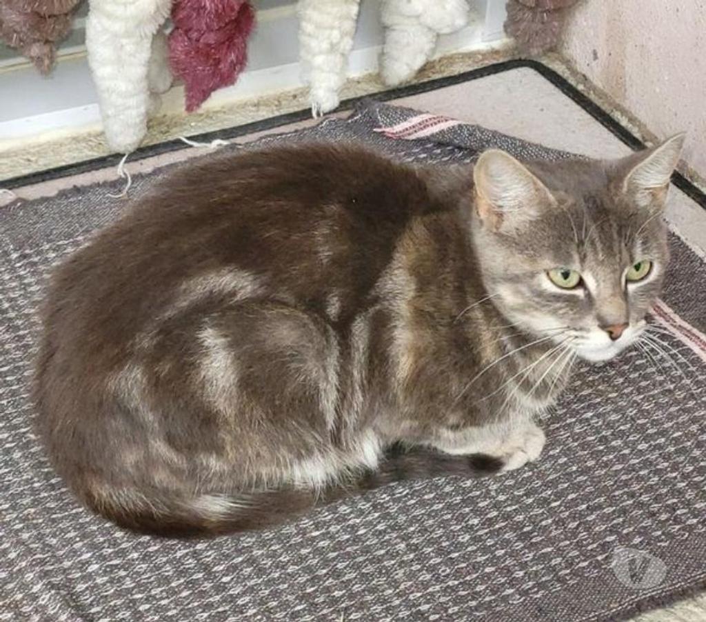 Don animaux Ardèche Gras - 07700 - Photos Vivastreet penelope chat à l'adoption