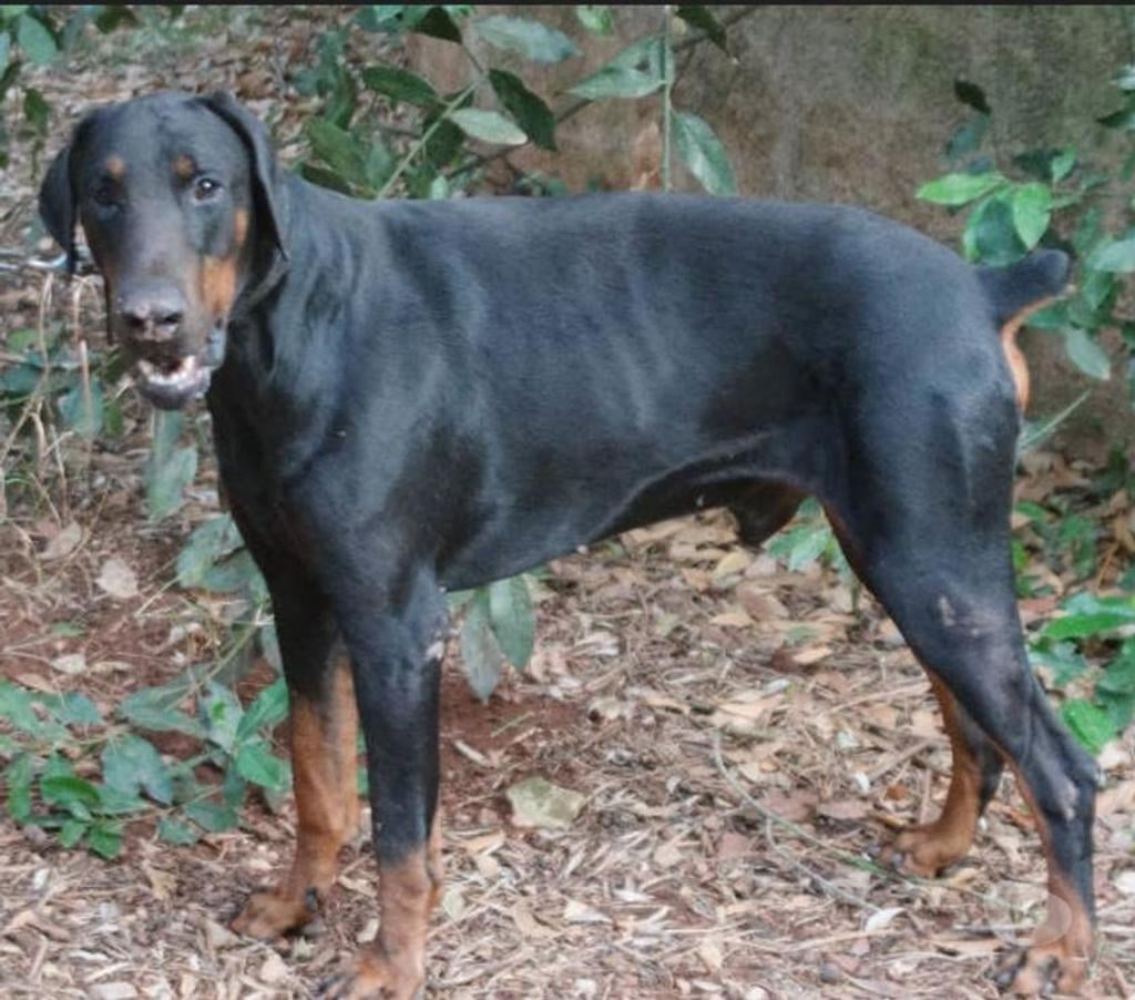 Don animaux Var Toulon - Photos Vivastreet DARK DOBERMANN 3 anss cherche sa famille dans le VAR