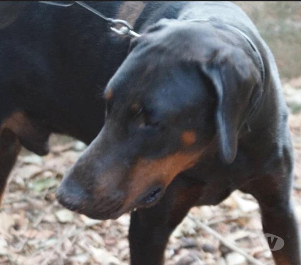 Don animaux Var Toulon - Photos Vivastreet DARK DOBERMANN 3 anss cherche sa famille dans le VAR