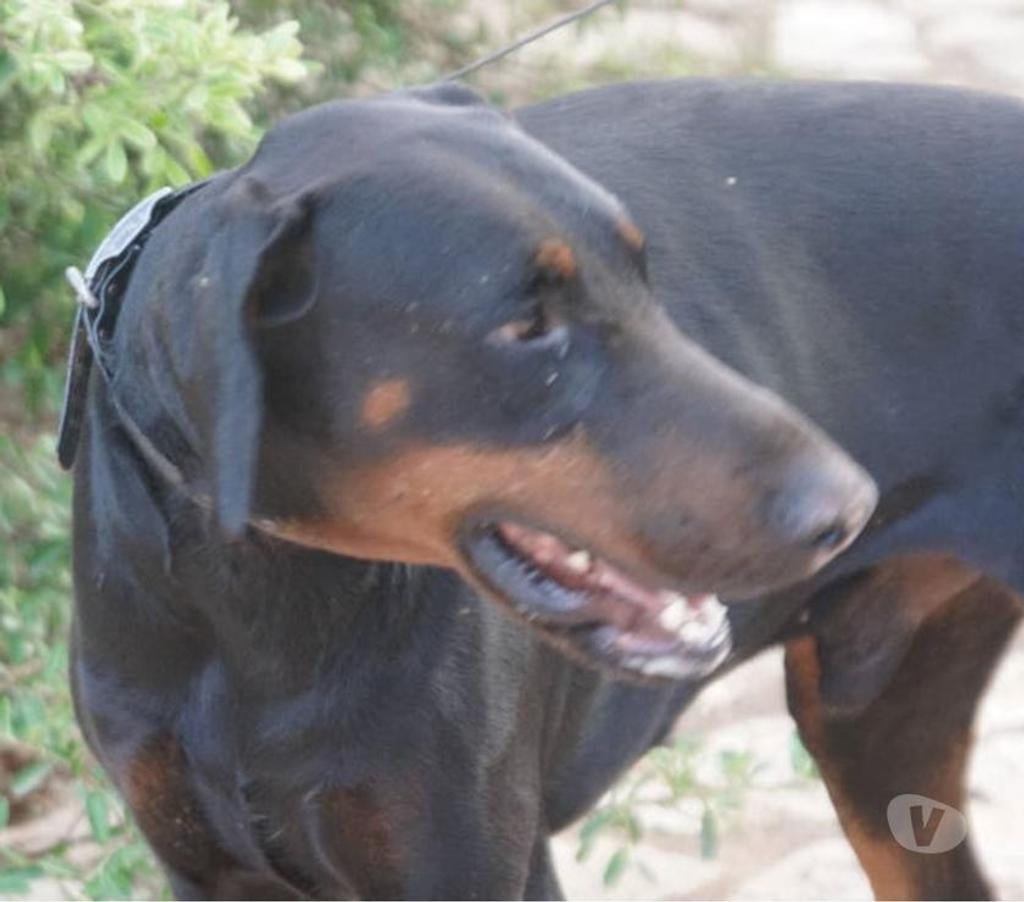 Don animaux Var Toulon - Photos Vivastreet DARK DOBERMANN 3 anss cherche sa famille dans le VAR