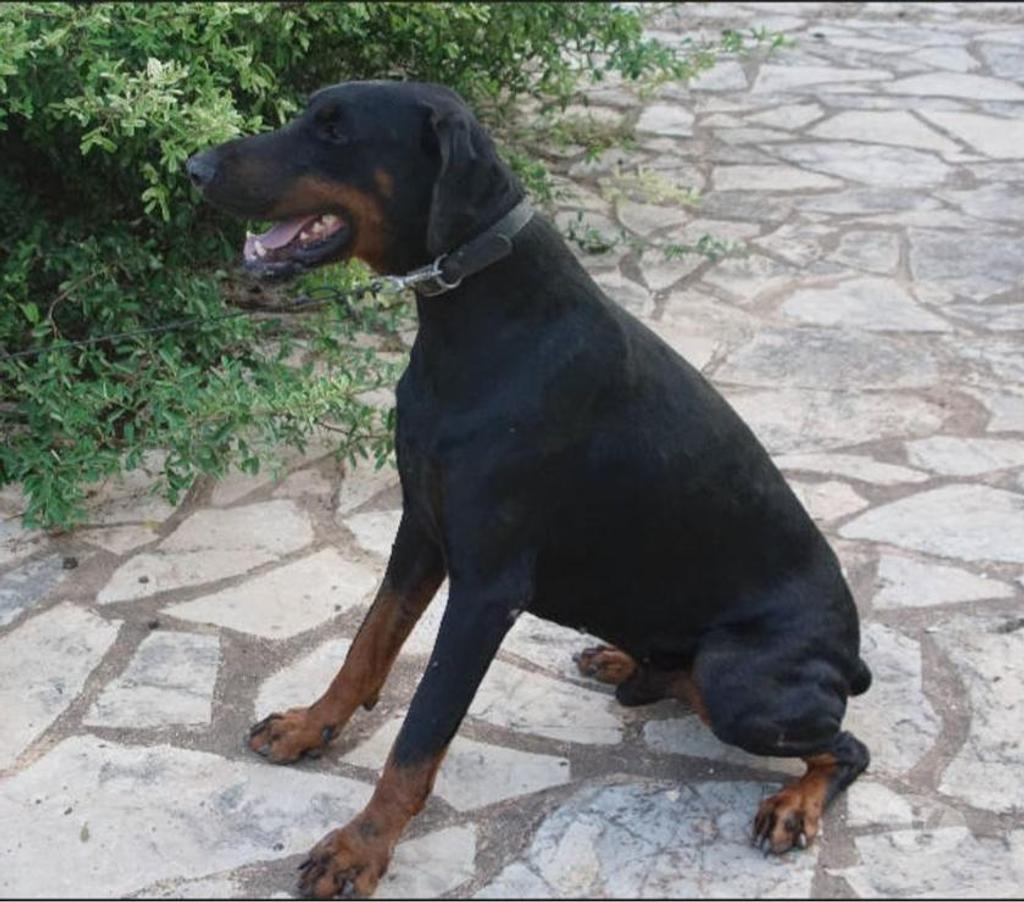 Don animaux Var Toulon - Photos Vivastreet DARK DOBERMANN 3 anss cherche sa famille dans le VAR